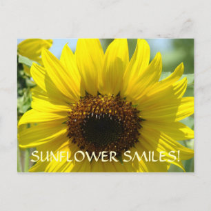 SUNFLOWER SMILES Postkarten Blume der Sonne