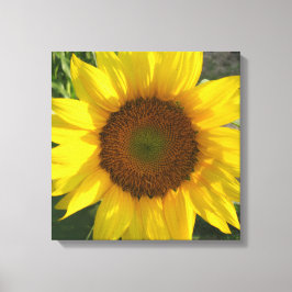 Sunflower Stretched Canvas Print Leinwanddruck