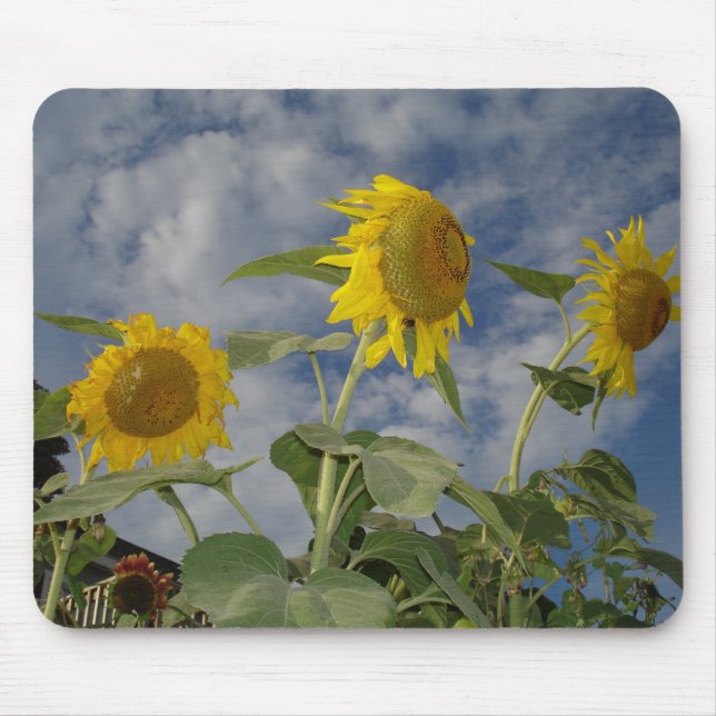 Sunflower Trio Mousepad (Vorne)