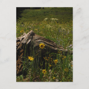 Sunflowers and log postkarte