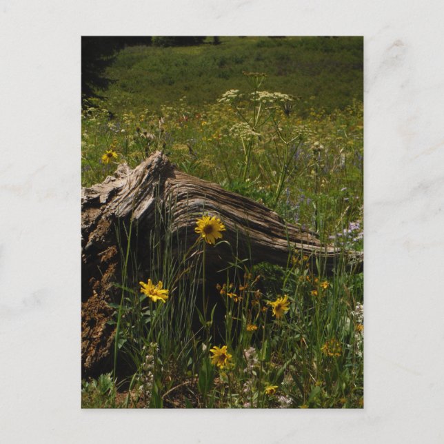Sunflowers and log postkarte (Vorderseite)