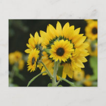 Sunflowers Bouquet DIY Postcard