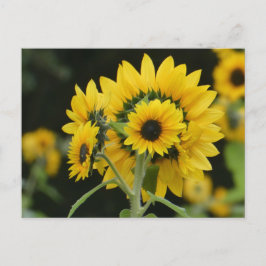 Sunflowers Bouquet DIY Postcard Postkarte