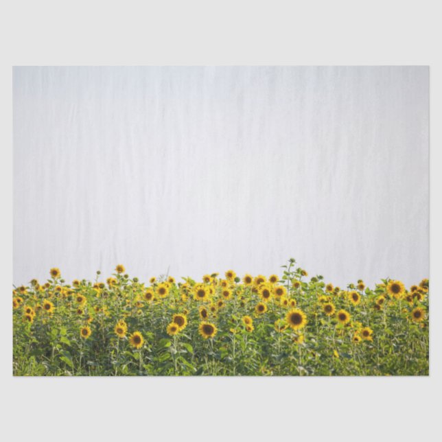 Sunflowers in a Field Seidenpapier (Vorderseite)