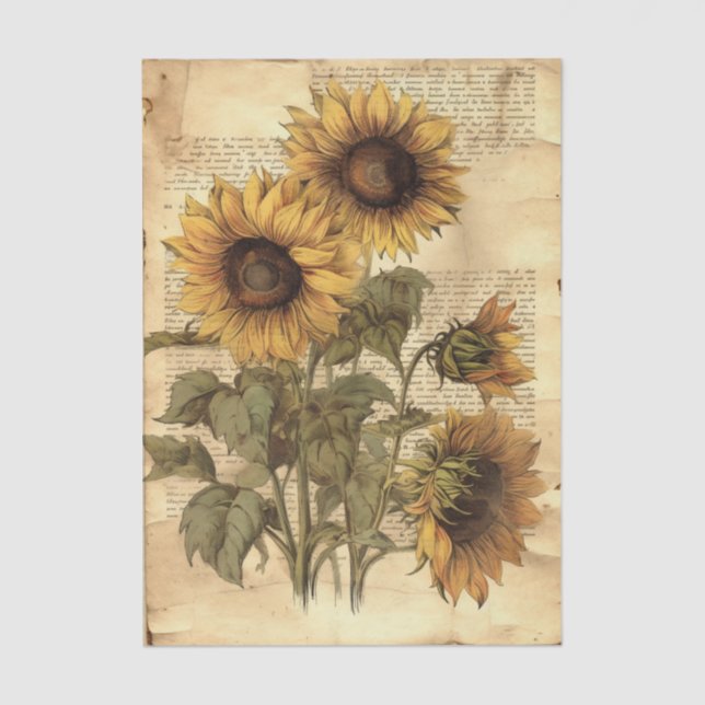 Sunflowers on Worn Style Parchment with Script Seidenpapier (Vorderseite)