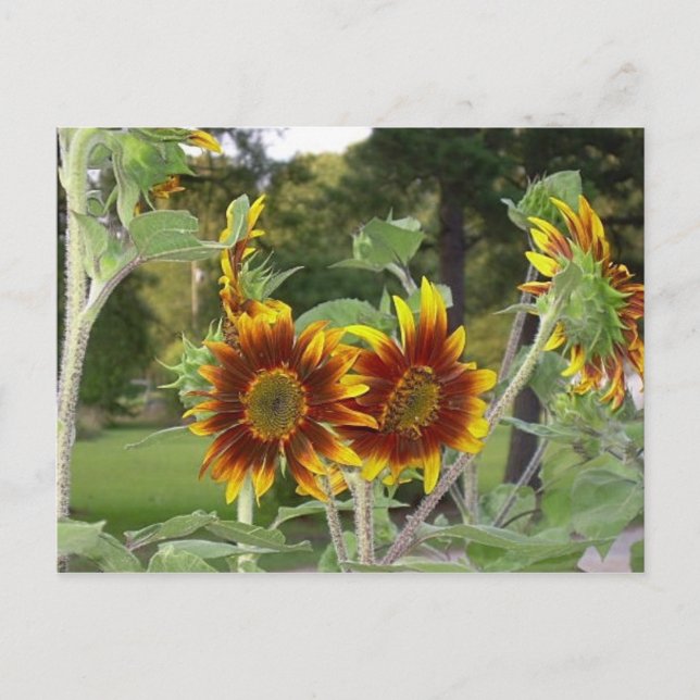 SunFlowers Postcard 2 Postkarte (Vorderseite)
