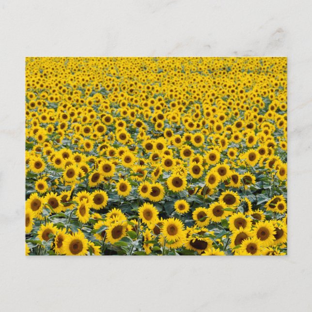 SUNFLOWERS POSTCARD POSTKARTE (Vorderseite)