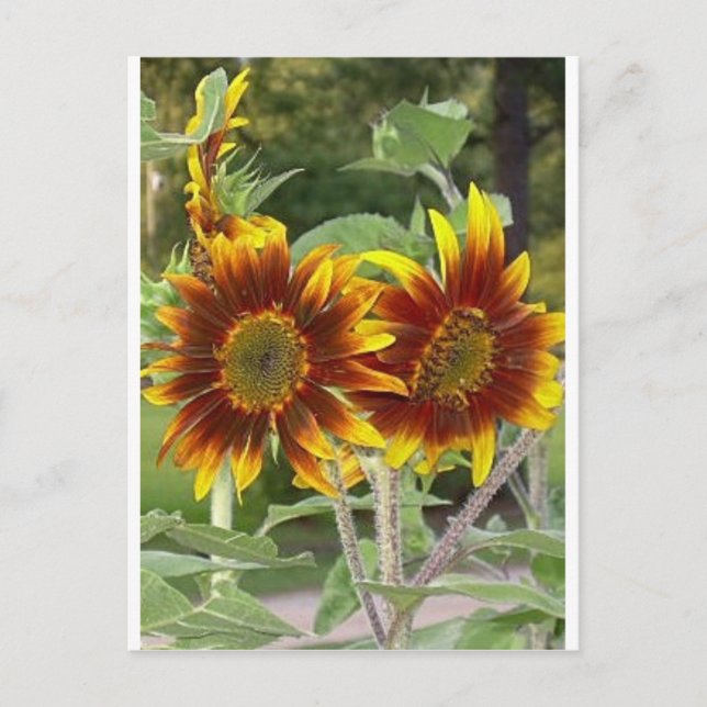 SunFlowers Postkarte (Vorderseite)