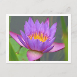 Sunken Gardens Lila Water Lily 2008 #3 03 Postkarte