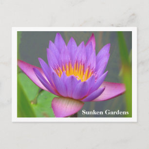 Sunken Gardens Lila Water Lily 2008 #86n 086 Postkarte