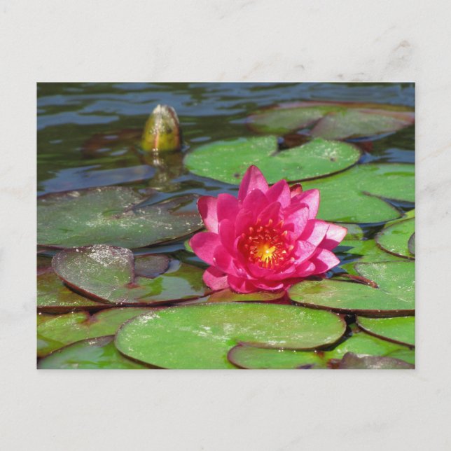 Sunken Gardens Rosa Wasserlilie 10 Postkarte (Vorderseite)