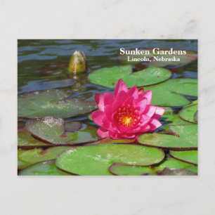 Sunken Gardens rosa Wasserlilie #91 00919191 Postkarte