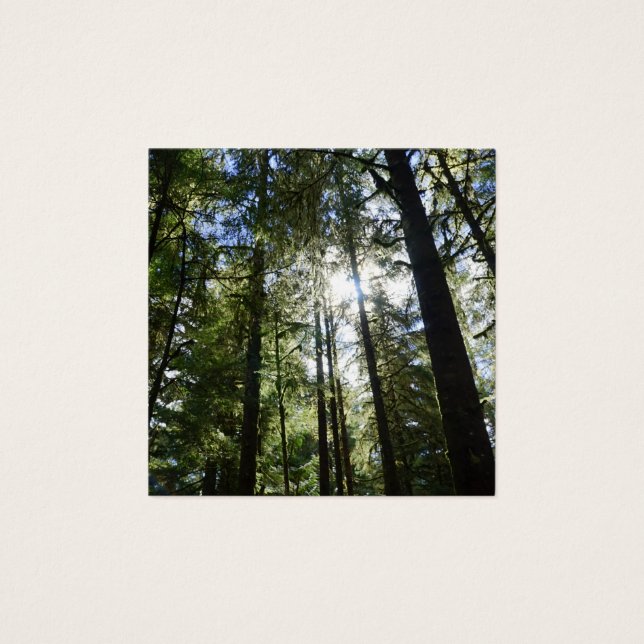 Sunlight Through Pine Trees (Vorderseite)