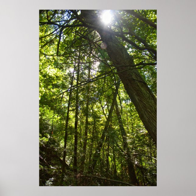 Sunlight Through the Forest Canopy Poster (Vorne)