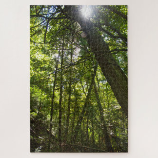 Sunlight Through the Forest Canopy Puzzle