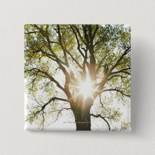 Sunlit Baum Button