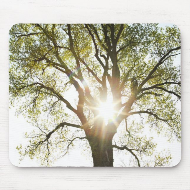 Sunlit Baum Mousepad (Vorne)