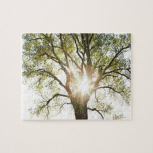 Sunlit Baum Puzzle