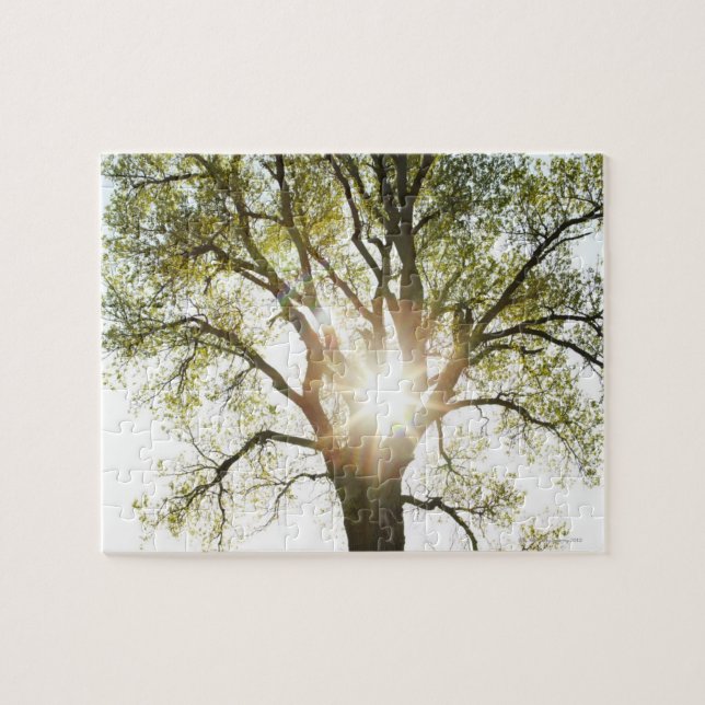 Sunlit Baum Puzzle (Horizontal)