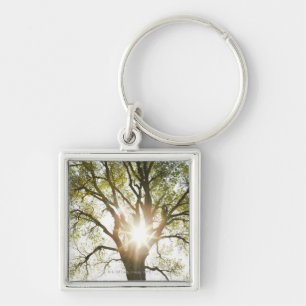 Sunlit Baum Schlüsselanhänger