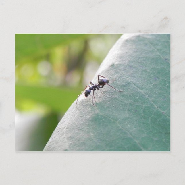 Sunlit Black Ant Postkarte (Vorderseite)