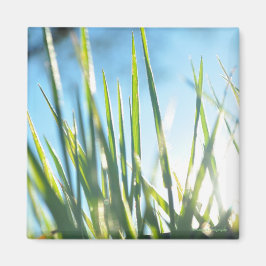 Sunlit Blades Magnet