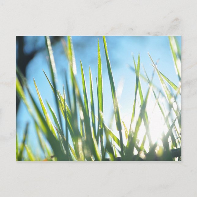 Sunlit Blades Postkarte (Vorderseite)