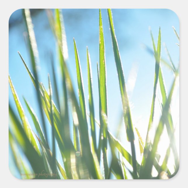 Sunlit Blades Quadratischer Aufkleber (Vorderseite)