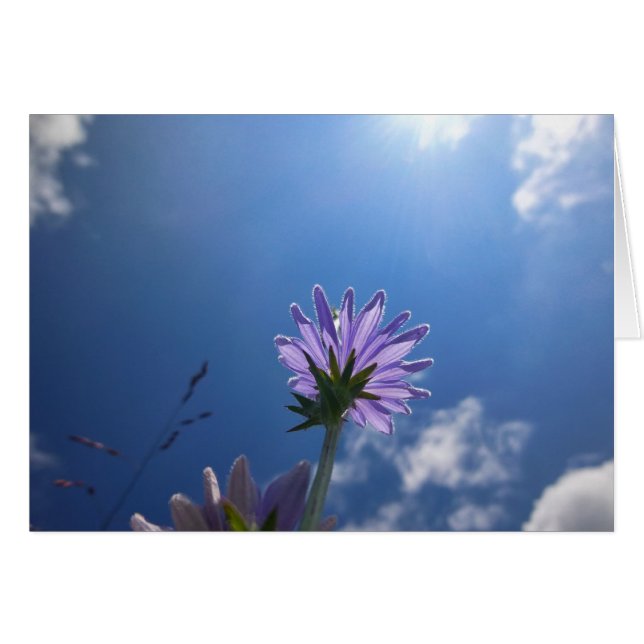Sunlit Chickory Blume (Vorderseite (Horizontal))