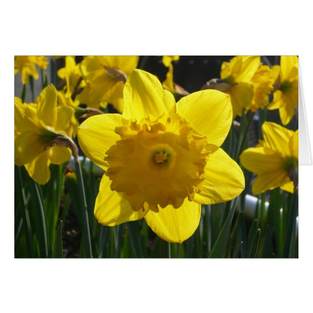 Sunlit Daffodil (Vorderseite (Horizontal))