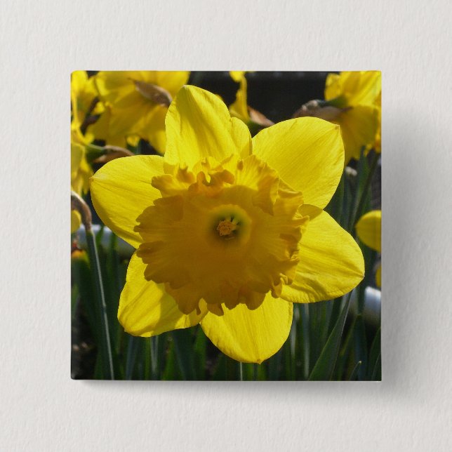 Sunlit Daffodil Button (Vorderseite)