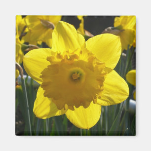 Sunlit Daffodil Magnet