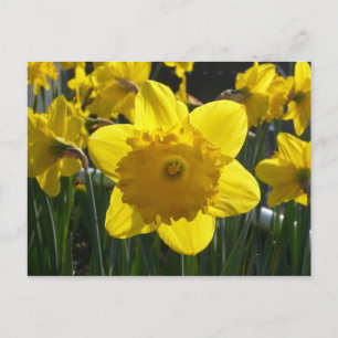 Sunlit Daffodil Postkarte