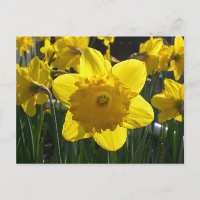 Sunlit Daffodil Postkarte (Vorderseite)