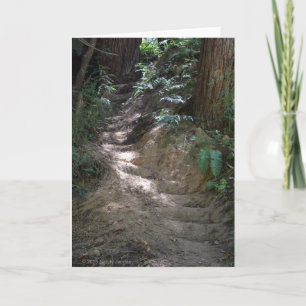 Sunlit Forest Steps blank card Karte