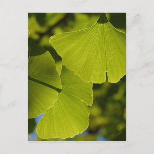 Sunlit Ginkgo-Blätter Postkarte