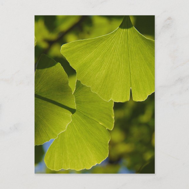 Sunlit Ginkgo-Blätter Postkarte (Vorderseite)