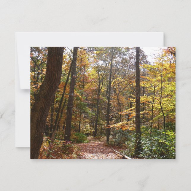 Sunlit Herbstweg im Laurel Hill Staat Park (Vorderseite)