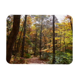 Sunlit Herbstweg im Laurel Hill Staat Park Magnet