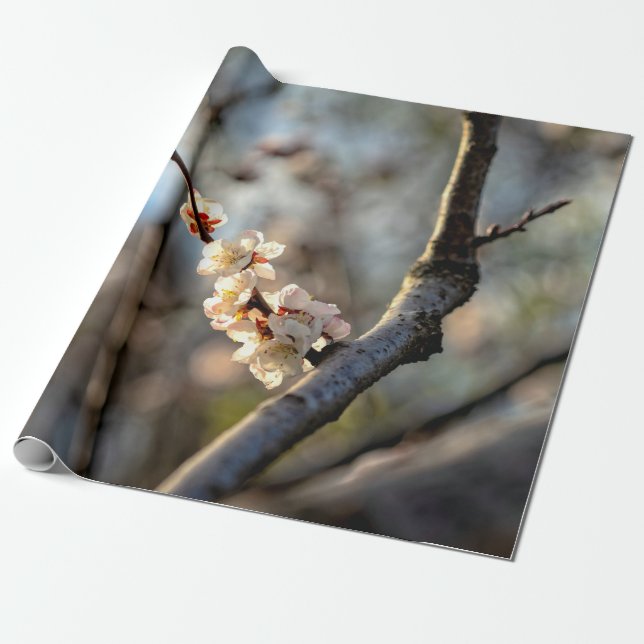 Sunlit Japanisch Apricot Sakura Weiße Blume Geschenkpapier (Ungerollt)