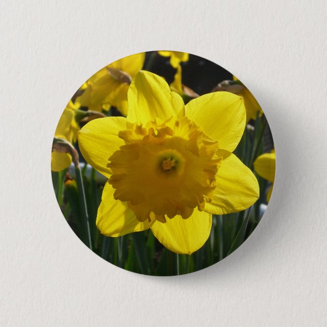 Sunlit Narzisse Button (Vorderseite)