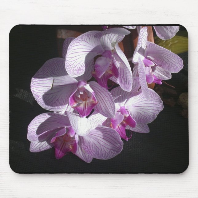 Sunlit Orchideen Mousepad (Vorne)