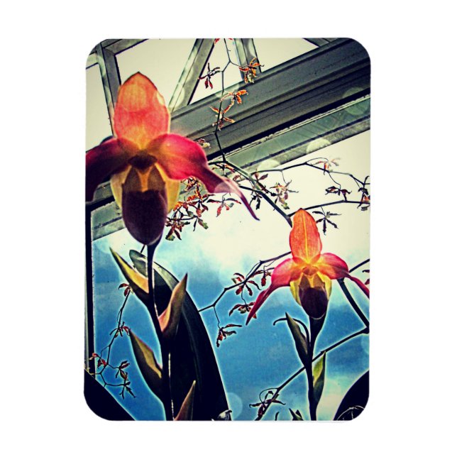 Sunlit Orchids Flexi Foto Magnet (Vertikal)