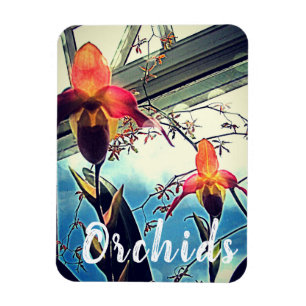 Sunlit Orchids Foto Magnet