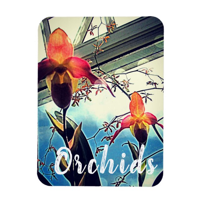 Sunlit Orchids Foto Magnet (Vertikal)
