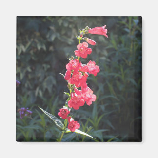 Sunlit Pink Penstemon Blume Sprig Magnet