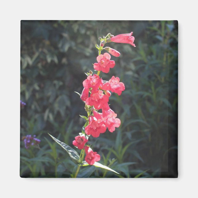 Sunlit Pink Penstemon Blume Sprig Magnet (Vorne)