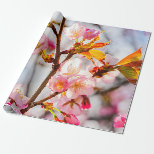 Sunlit Pink Sakura Blume. Cherry Blossoms Geschenkpapier