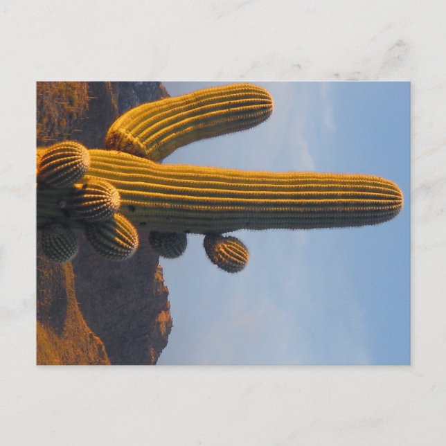 Sunlit Saguaro - Arizona Postkarte (Vorderseite)