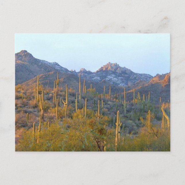 Sunlit Saguaro Field Postkarte (Vorderseite)